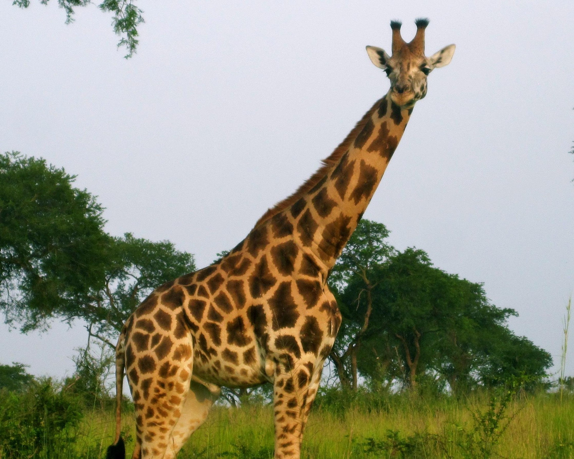 Uganda Safari Ebola Advisory — Should You Cancel or Is It Safe to Go? Uganda adventure safaris