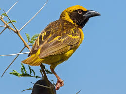 foxs weaver