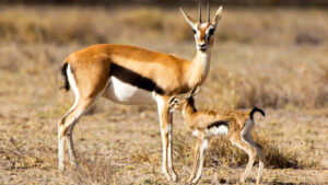 A Memorable 7 Days Tanzania Family Safari Vacation A Memorable 7 Days Tanzania Family Safari Vacation
