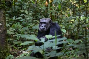 Affordable 5-Day Chimps and Big Game Safari Uganda Affordable 5 Day Chimps and Big Game Safari Uganda