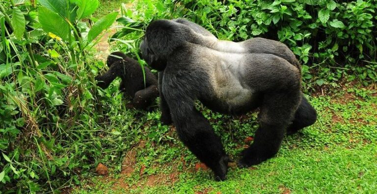 10 Reasons a Gorilla Trekking Adventure Is Africa's Most Unforgettable Experience A mountain Gorilla Encountered during a Mountain gorilla Trekking adventure in Uganda's Bwindi Impenetrable National Park