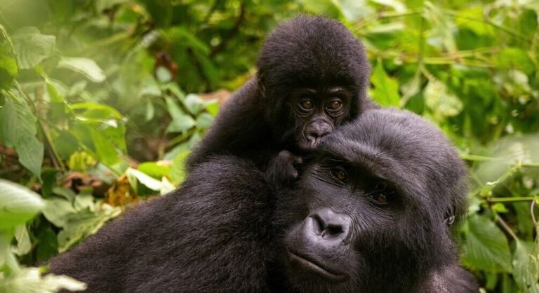 1 Day Gorilla Trek Rwanda Safari. 1 Day Gorilla Trek Rwanda Safari