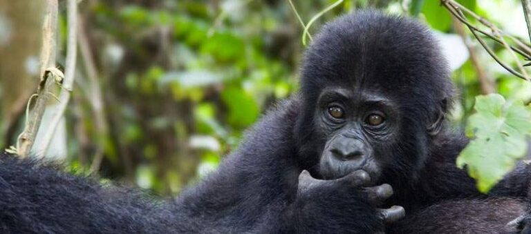 2 Day Rwanda Gorillas and Dian Fossey Tomb Hike Rwanda Gorillas and Dian Fossey Tomb Hike