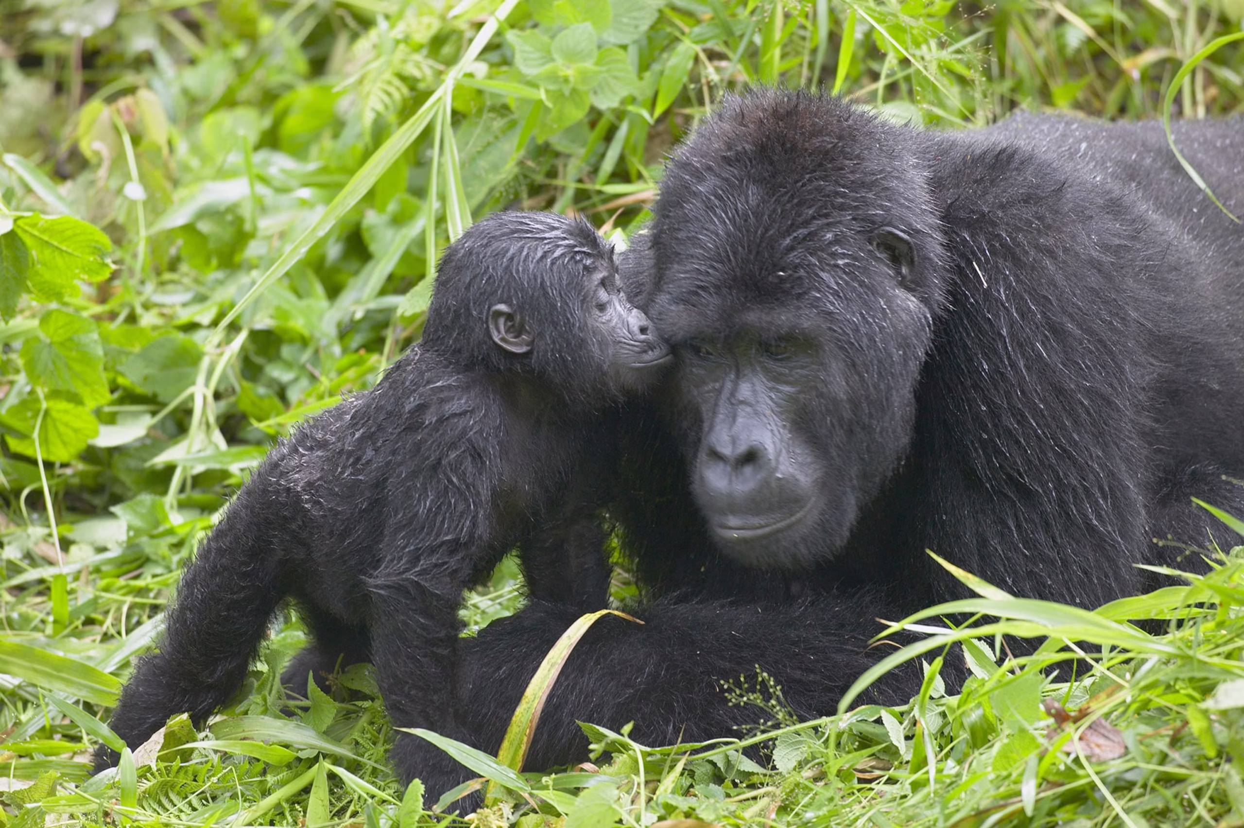 Uganda Ebola-free