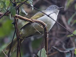 Birding in Bwindi Impenetrable National Park: Your Ultimate Uganda Safari Guide greenbul