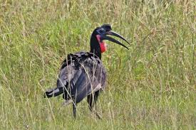 Birding in Semliki National Park: 8-Day Itinerary for the Ultimate Uganda Safari Abysinnian ground Hornbill