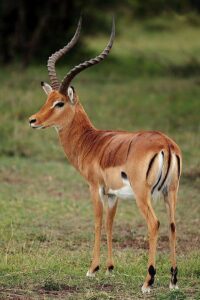 Live Like a Bahima Herder: Farm Stays Near Lake Mburo National Park Live Like a Bahima Herder: Farm Stays Near Lake Mburo National Park