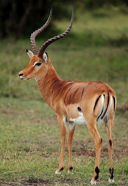 Walking Safaris in Lake Mburo National Park – The 1 and ONLY Park in Uganda for This Walking Safaris in Lake Mburo National Park – The 1 and ONLY Park in Uganda for This