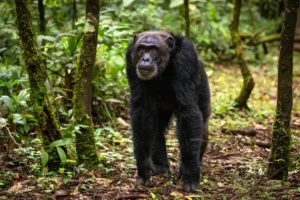 12 Days Uganda Safari