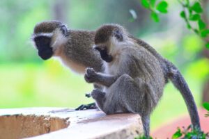 Combined East African Safaris, Tours and Holidays