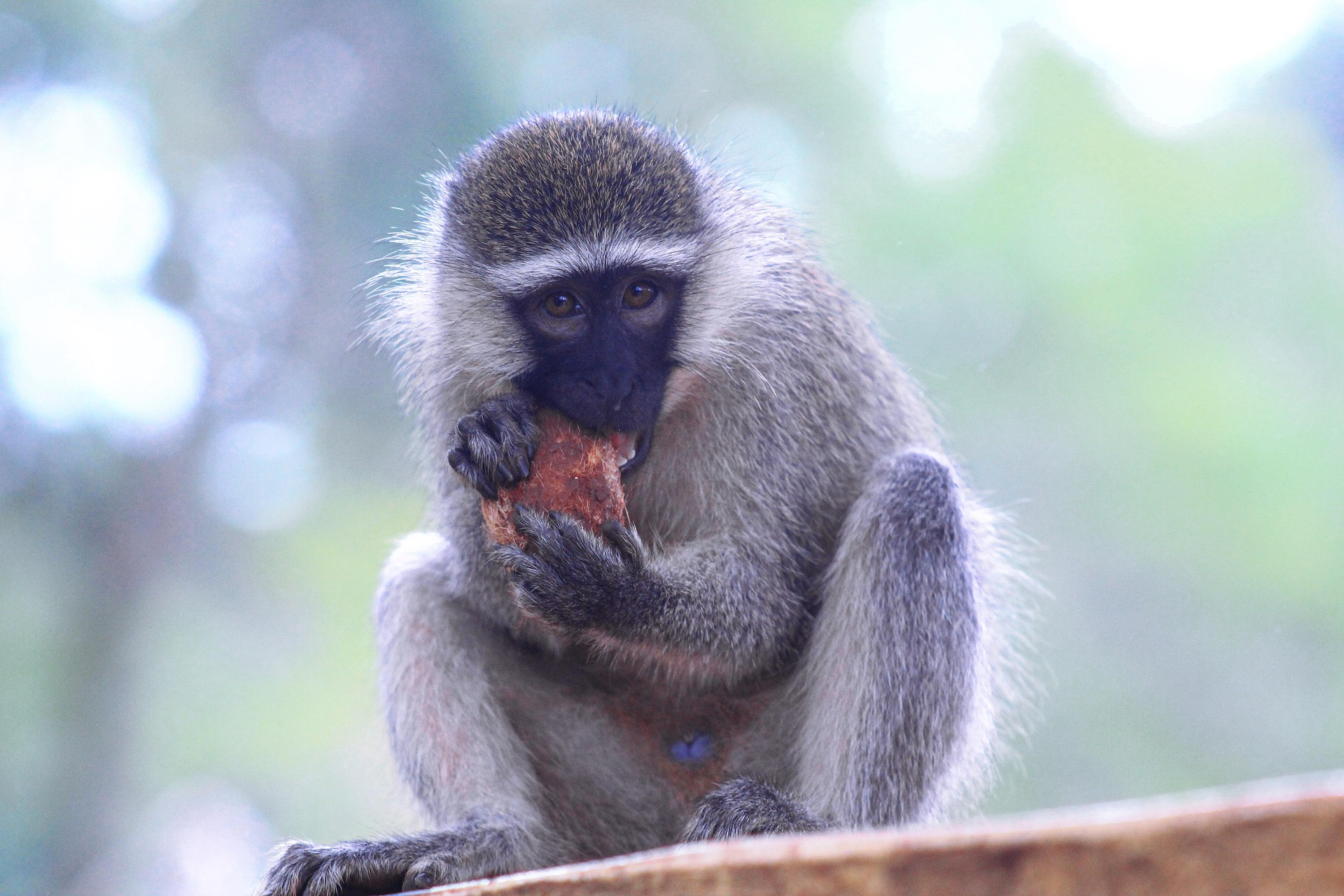 Chimpanzees, Mountain Gorillas and Monkeys on Uganda Safari. Your Ugandan Primate Safari Guide Chimpanzees, Mountain Gorillas and Monkeys on Uganda Safari.