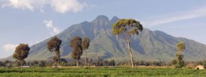 Uganda Coffee Tours: A Journey from Bean to on your safari Climb Virunga Volcanoes