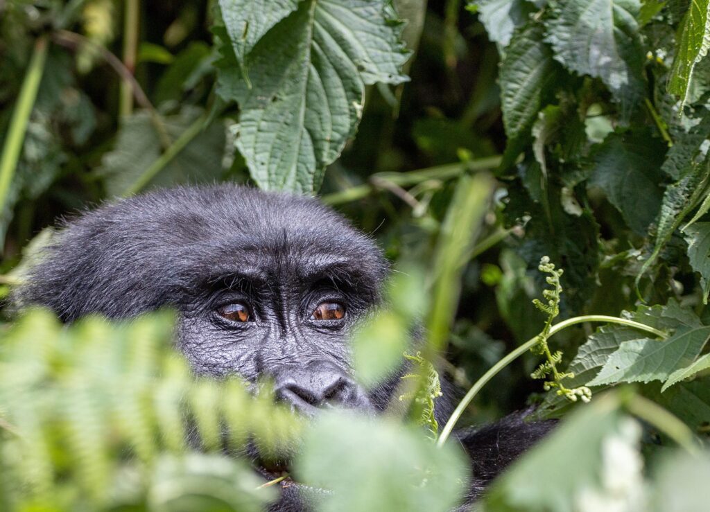 Mountain gorilla watching visitors from thick vegetation in Bwindi