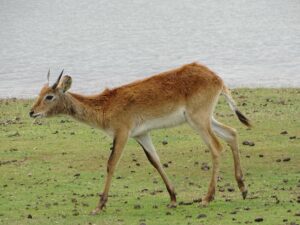 Amazing 3-Day Tanzania Safari To Tarangire & Ngorongoro Crater