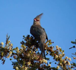 Birding Safari in Lake Mburo National Park