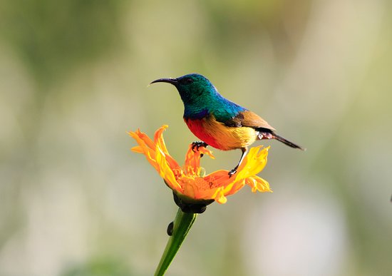 birding in bwindi