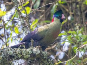 Birding in Bwindi Impenetrable National Park: Your Ultimate Uganda Safari Guide Birding in Bwindi Impenetrable National Park