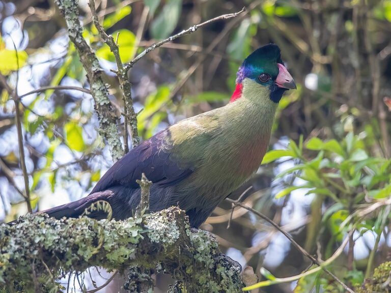 Uganda Photography Safari: 10 Shots of a Lifetime and Where to Get Them Rwenzori turaco perched on a mossy branch in Uganda