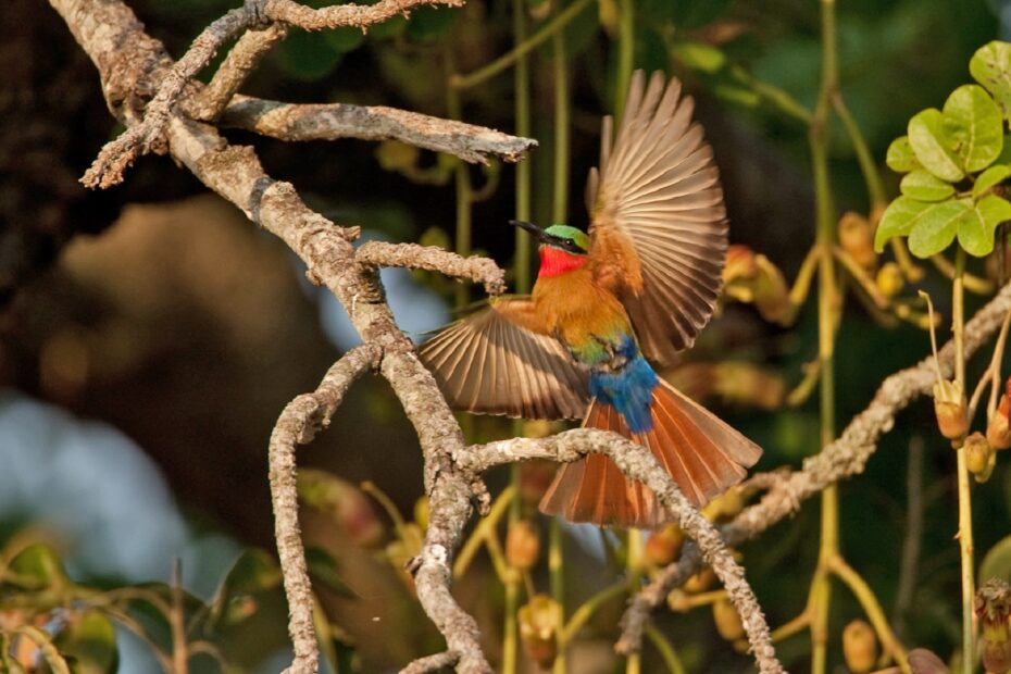 Birding in Semliki National Park: 8-Day Itinerary for the Ultimate Uganda Safari