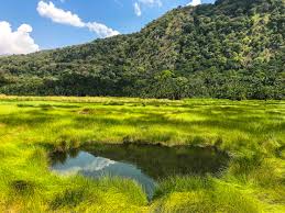 Birding in Semliki National Park: 8-Day Itinerary for the Ultimate Uganda Safari Birding in Semliki National Park