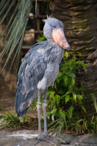 Birding in Uganda: Over 1,100 Species, 24 Endemics & Africa's Best-Kept Secret Birding in Uganda