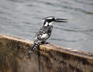 Birding in Semliki National Park: 8-Day Itinerary for the Ultimate Uganda Safari KINGFISHER