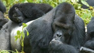 - Gorillas and Chimps, Migration in Masai Mara and Beaches - The Ultimate 10 Day East African Safari Itinerary