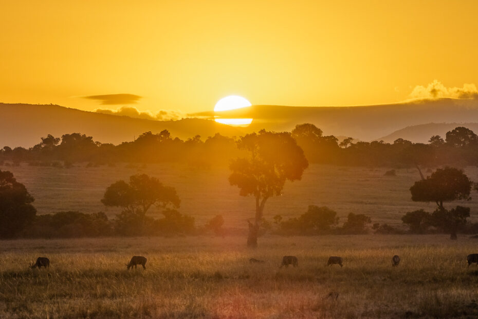 - Gorillas and Chimps, Migration in Masai Mara and Beaches - The Ultimate 10 Day East African Safari Itinerary Gorillas and Chimps, Migration in Masai Mara and Beaches