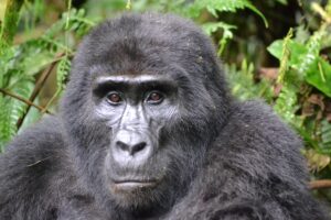10 Days Big 5 Safari in Uganda | gorillas, Chimps,Big Game & Culture rain during gorilla trekking