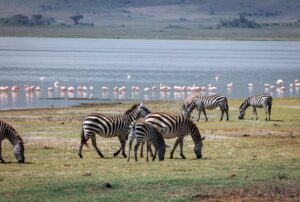 10 Days Tanzania Family Safari and Zanzibar Holiday Tanzania Family Safari