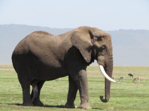 10 Days Tanzania Family Safari and Zanzibar Holiday Tanzania Family Safari