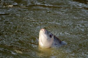sport fishing Uganda