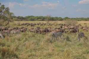 10 Days Tanzania Family Safari and Zanzibar Holiday Tanzania Family Safari