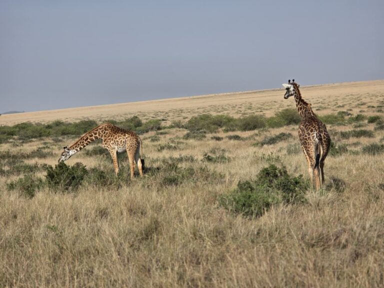 Uganda Fly-In Safari: Fly to the Gorillas and Parks in an Hour Light aircraft on an East Africa flying safari