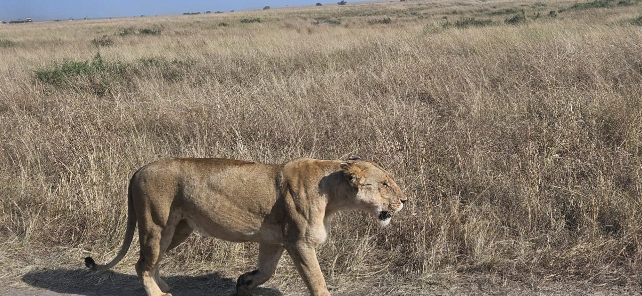 21-Day Uganda Safari Itinerary: Gorillas, Chimps & Big Game Adventure 21-day Uganda safari itinerary