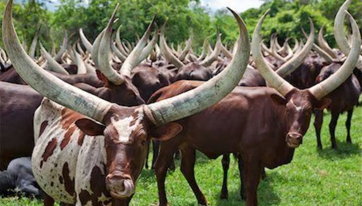 Live Like a Bahima Herder: Farm Stays Near Lake Mburo National Park Homestay Near Lake Mburo