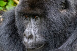 Uganda Coffee Tours: A Journey from Bean to on your safari Bwindi Gorilla Sectors Compared