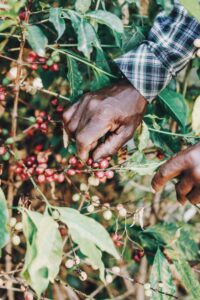 Uganda Coffee Tours: A Journey from Bean to on your safari Uganda Coffee Tours