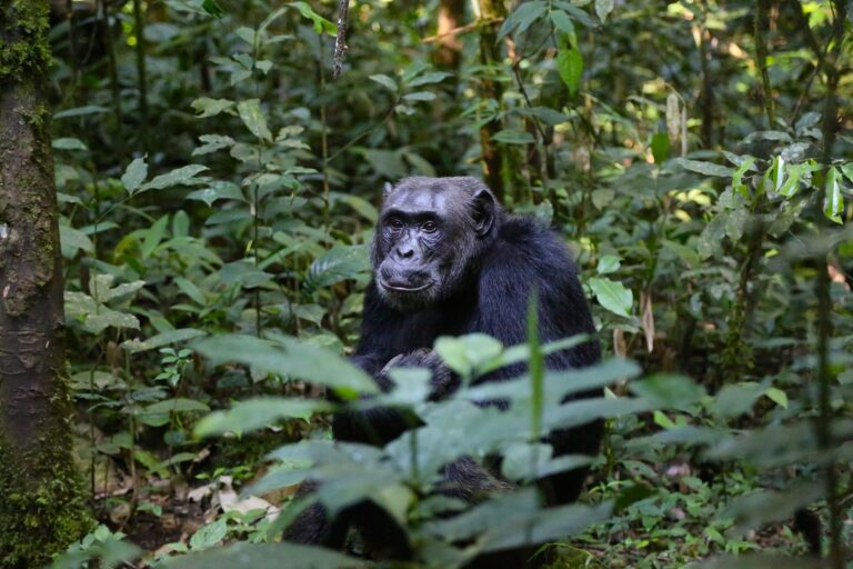 Uganda Photography Safari: 10 Shots of a Lifetime and Where to Get Them Wild chimpanzee sitting in the forest undergrowth in Kibale