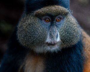 Bwindi vs Mgahinga for Gorilla Trekking