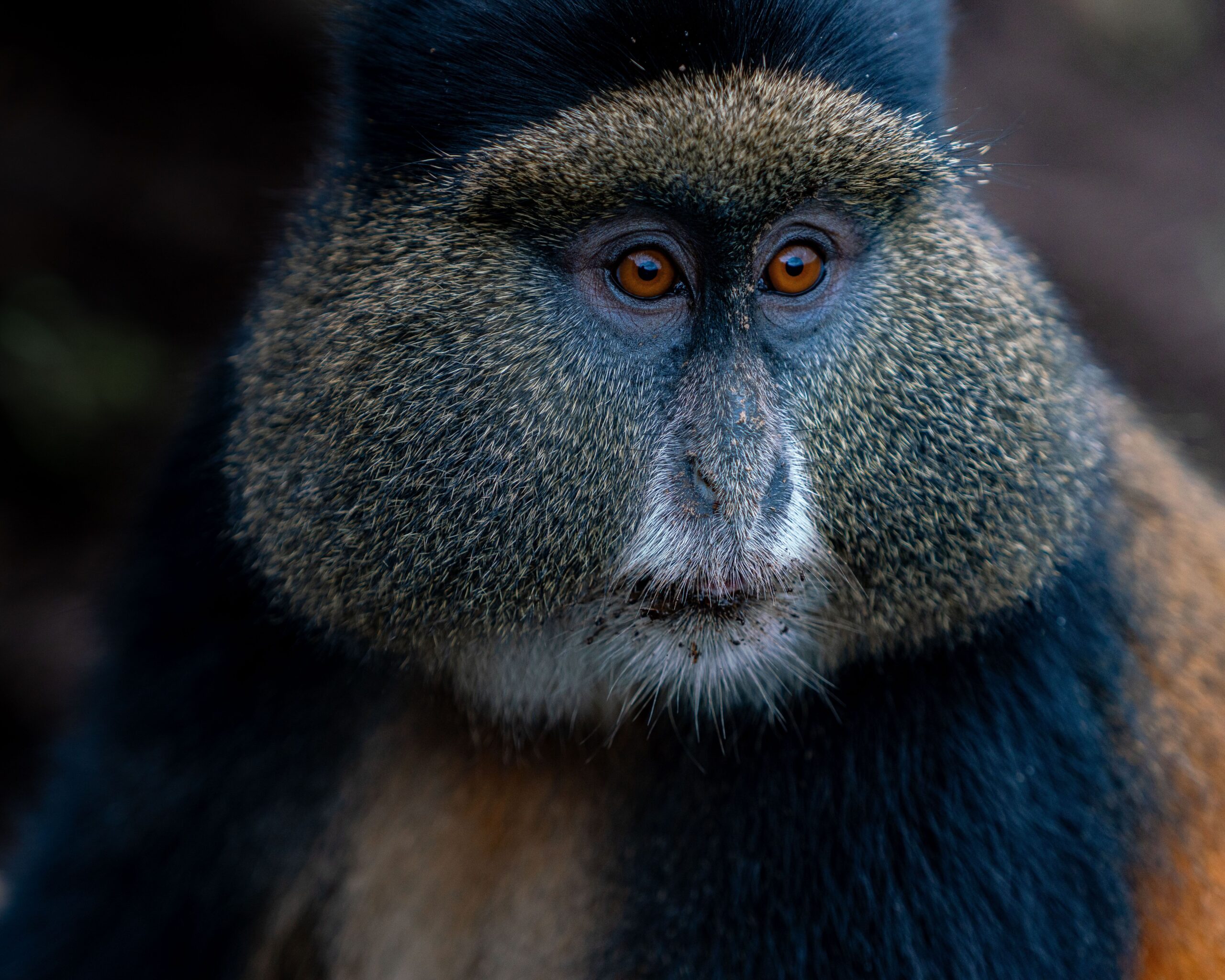 10 Reasons a Gorilla Trekking Adventure Is Africa's Most Unforgettable Experience Golden Monkey encouters during Mountain Gorilla trekking adventure in Uganda and Rwanda