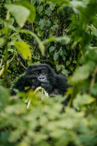 How Many Mountain Gorillas Are Left? The Full 2026/2027 Population Story How Many Mountain Gorillas Are Left