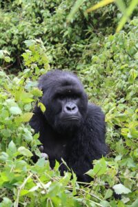 Bwindi vs Mgahinga for Gorilla Trekking