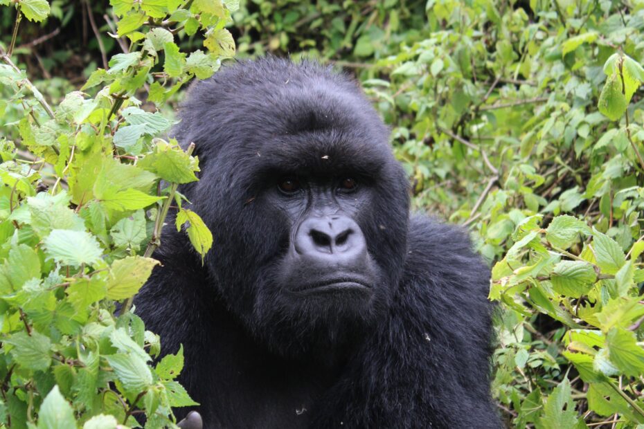 Bwindi vs Mgahinga for Gorilla Trekking: Which Uganda Park Should You Choose? Bwindi vs Mgahinga for Gorilla Trekking