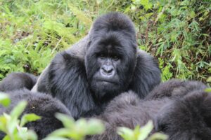 Bwindi Gorilla Sectors Compared | Buhoma vs Ruhija vs Rushaga vs Nkuringo Bwindi Gorilla Sectors Compared