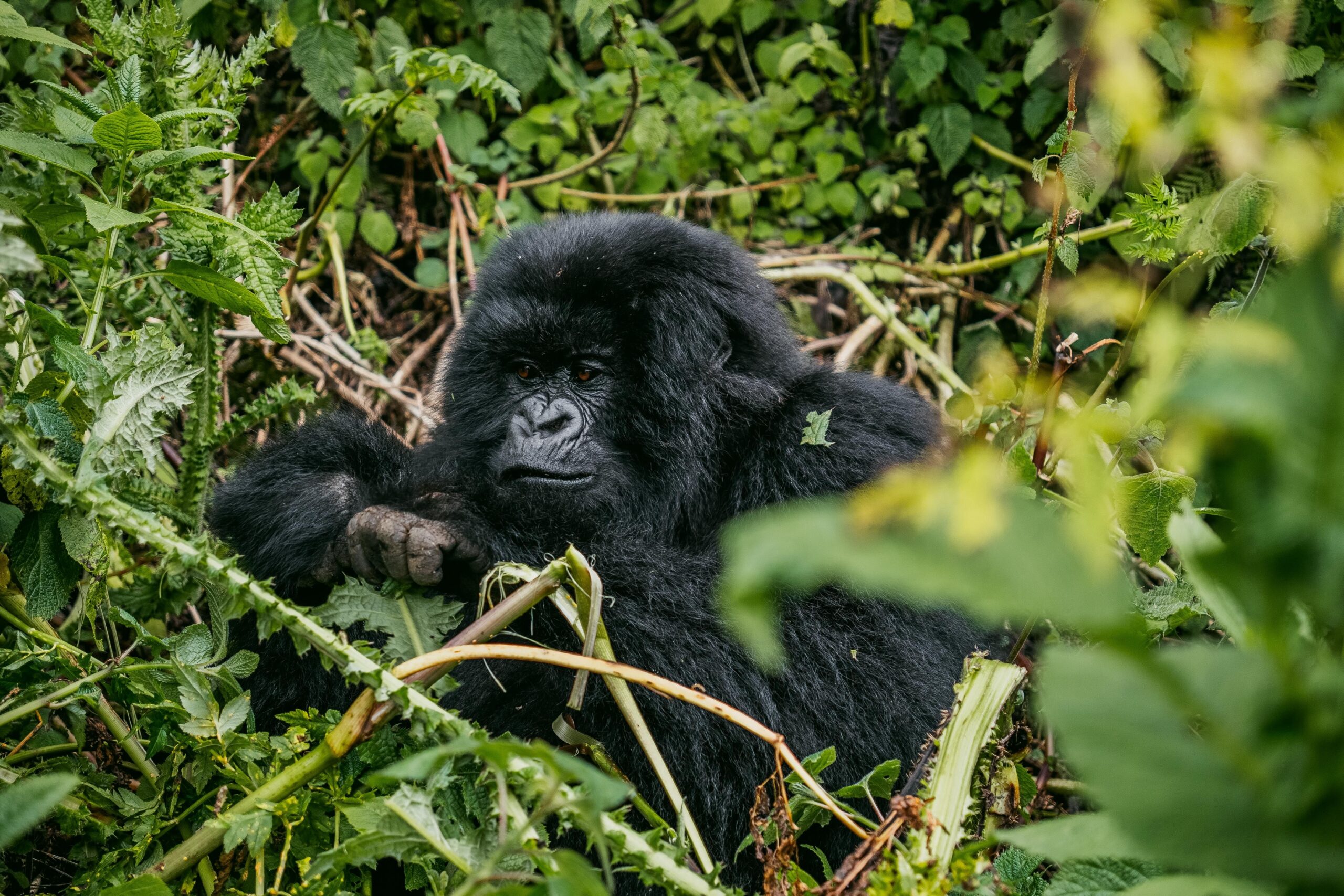 Uganda Travel Advisory on Ebola: What Changed Now That the Outbreak Is Over Bwindi Gorilla Sectors Compared