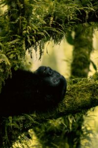 What Happens If It Rains During Gorilla Trekking? Your Complete 2026 Guide How Many Mountain Gorillas Are Left