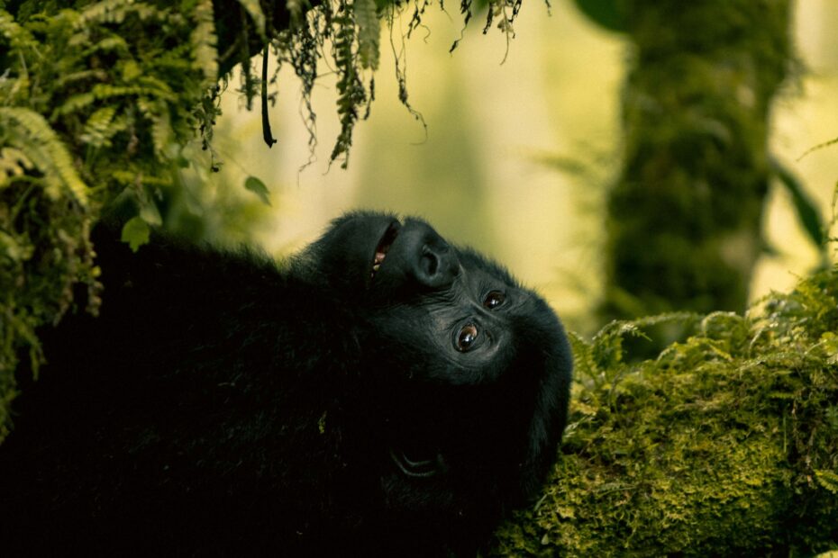 How Many Mountain Gorillas Are Left? The Full 2026/2027 Population Story How Many Mountain Gorillas Are Left