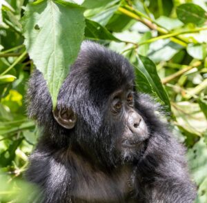 What Happens If It Rains During Gorilla Trekking? Your Complete 2026 Guide rain during gorilla trekking