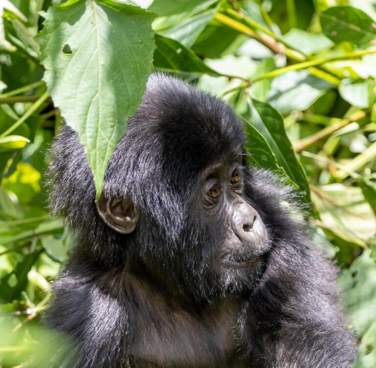 Bwindi Gorilla Sectors Compared: Buhoma, Ruhija, Rushaga and Nkuringo Mountain gorilla in the rain during a Bwindi gorilla trek